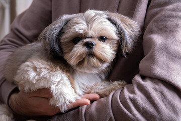 photo of a small breed of dog sitting in a man's arms