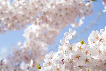 photo blossoming branches against the blue sky