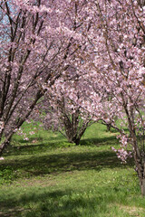 Fototapeta premium photo of flowering tree branches in the park