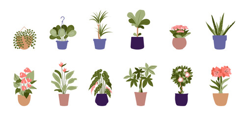 Collection of plants potted for home. Different indoor house plants. This is trendy flat