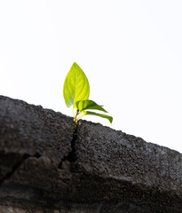 Young plant growing through cracked wall