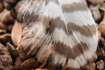 female Koel feather  