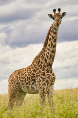 Giraffe in the Savannah