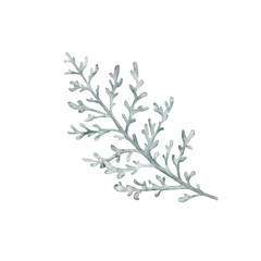 Dusty Miller, Silver Jacobaea maritima plant. Winter botanical leaves. Hand drawn watercolor illustration. Floral plant design for wedding invitation, label, pack, christmas, greeting, wallpaper