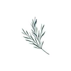 Fototapeta premium Twig of rosemary with leaves. Taxus baccata. Juniper essential oil. Kitchen herbs branch and spice. Hand drawn watercolor illustration for banner, label, package, pattern