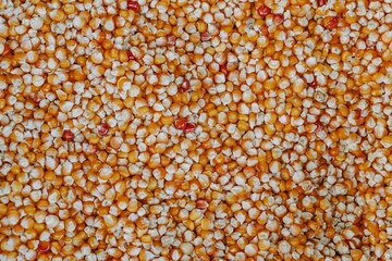 Flat lay or top view of a pile of raw popcorn that is usually used for eat for chicken