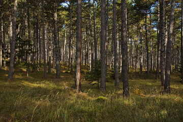 Pine forest in Lower Austria, Austria, Europe, Central Europe
