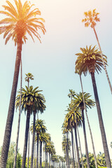 A perfect summer day and tall palms © Evgeny Karandaev