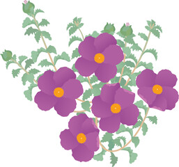 Cistus creticus called pink rock-rose. A wild medicinal plant. A vector illustration. - 605569842