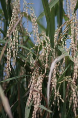 close-up view of rice before harvest