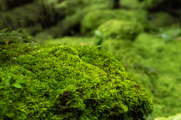 Moss and fern style plants proliferate grow cover stump the forest floor in the garden