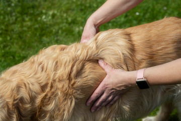 Massage am Hund 