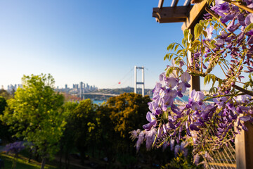 Springtime in Istanbul. Bosphorus Bridge and wisteria flowers