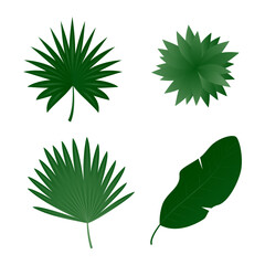 Fototapeta na wymiar Tropical exotic plants leaves set isolated on white background. Vector illustration