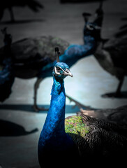 portrait of a peacock