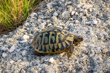Obraz premium Turtle on the rock in the middle of the meadow.