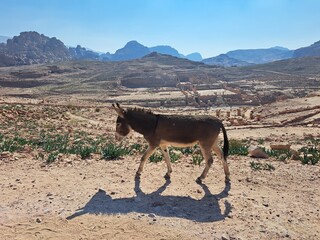 Fototapeta donkey in the desert obraz