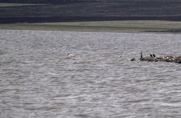 Fototapeta na wymiar white pelicans rest on the shallow water near the shore of the lake on a spring morning