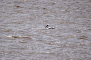 white pelicans rest on the shallow water near the shore of the lake on a spring morning