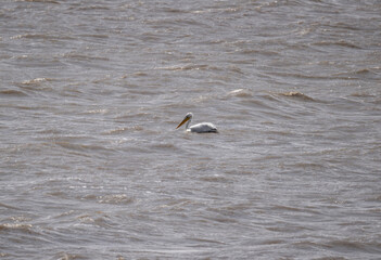 white pelicans rest on the shallow water near the shore of the lake on a spring morning