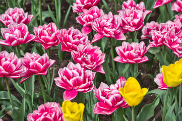 Fototapeta premium large pink Tulip