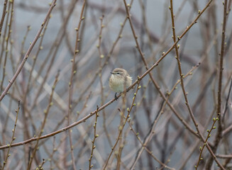 Chiffchaff sits on a branch and sings on a spring morning