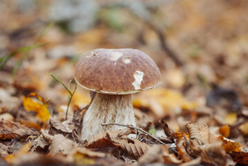 Fototapeta premium Big edible mushroom in leaves in late autumn, close up shot. Porcini cep growing in autumn birch and oak forest