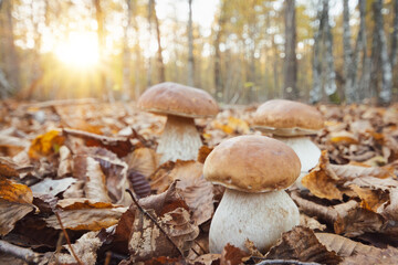 Cep mushrooms in the woods, sunset on the background. Edible mushrooms in autumn forest between yellow and brown leaves