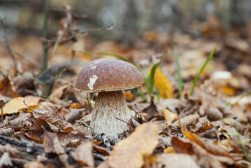 Porcini mushroom growing in autumn forest. Edible cep boletus in yellow and brown leaves in late autumn