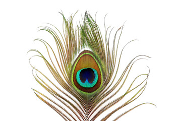 Obraz premium Beautiful peacock feather isolated on a white background.