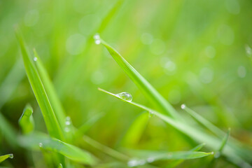 Fototapeta premium 草原の朝露