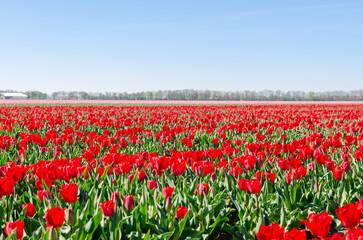 A bunch of red tulips in Holland. Huge field full of beautiful flowers in bloom