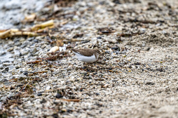 a beautiful carrier bird walks along the shore of the lake in search of food on a spring morning