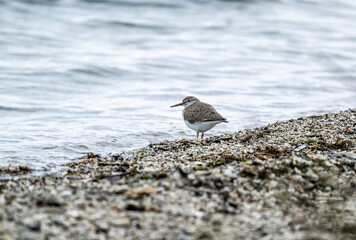 a beautiful carrier bird walks along the shore of the lake in search of food on a spring morning