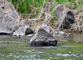 a beautiful carrier bird walks along the shore of the lake in search of food on a spring morning