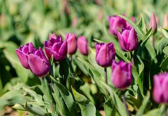 A bunch of purple tulips in Holland