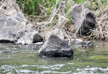 a beautiful carrier bird walks along the shore of the lake in search of food on a spring morning