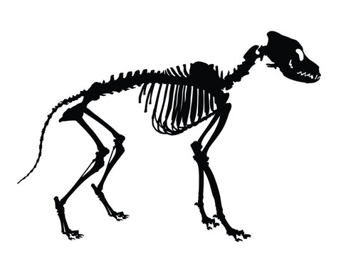 The skeleton of a large dog.
