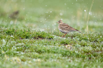 a beautiful skylark bird walks on a green lawn and looks in surprise at the falling snow in May