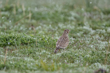 a beautiful skylark bird walks on a green lawn and looks in surprise at the falling snow in May