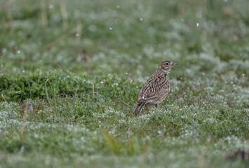 a beautiful skylark bird walks on a green lawn and looks in surprise at the falling snow in May