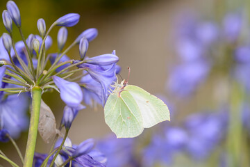 Common brimstone butterfly - Gonepteryx rhamni - resting on Agapanthus campanulatus