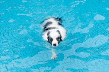 Border collie swimming in the pool