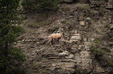 Deer on a rock