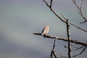 a beautiful field bird sits on a tree branch and sings against a beautiful background