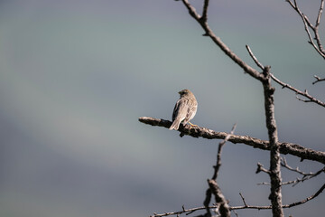 a beautiful field bird sits on a tree branch and sings against a beautiful background