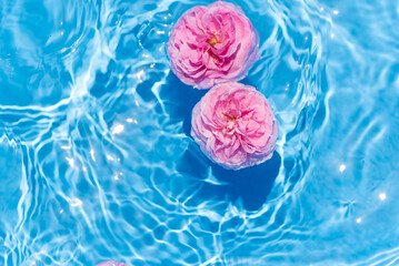 水面に浮かぶバラの花