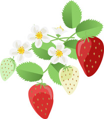 Strawberry Blossom frame