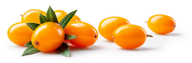 Buckthorn isolated. Sea buckthorn with leaves on white background. Buckthorn berries with clipping...