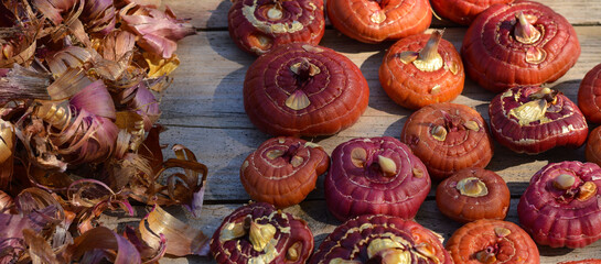 Preparation and planting of gladioli bulbs in the ground. Gladioli bulbs before planting. Gardening. Floriculture.